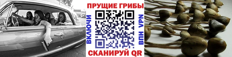 kraken маркетплейс  хочу наркоту  Шлиссельбург  Галлюциногенные грибы Magic Shrooms 